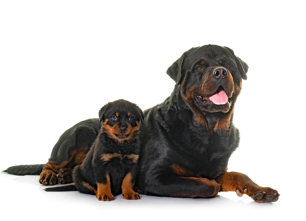 erwachsener und welpe rottweiler