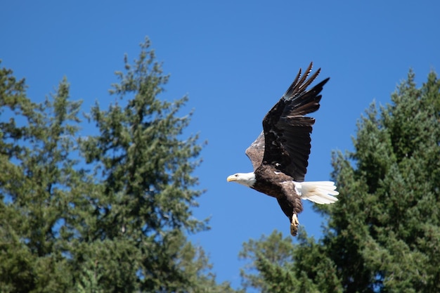 Erwachsener Weißkopfseeadler, der über Bäume in der Nähe von Pender Harbour, British Columbia, fliegt