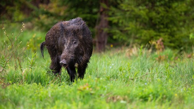 Erwachsener Wildschwein, Sus Scrofa, zeigt Schwanz, während er auf der grünen Lichtung weidet