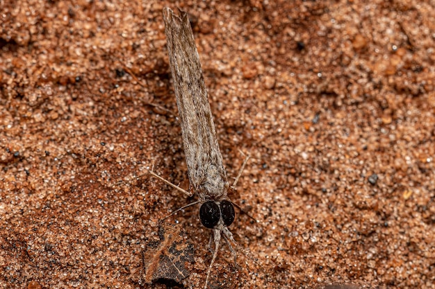 Foto erwachsenes caddisfly-insekt