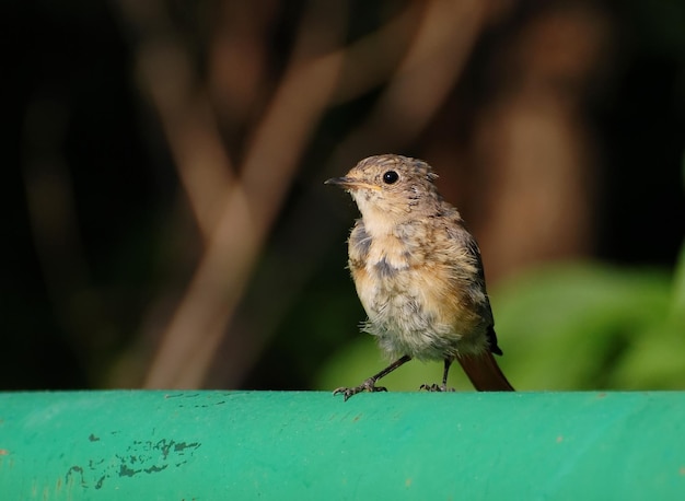 Erwachsenes Gartenrotschwanzküken Phoenicurus phoenicurus lernt die Welt um sich herum kennen