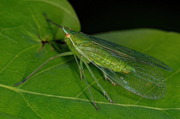 Foto erwachsenes grünes dictyophariden-zikadeninsekt der familie dictyopharidae