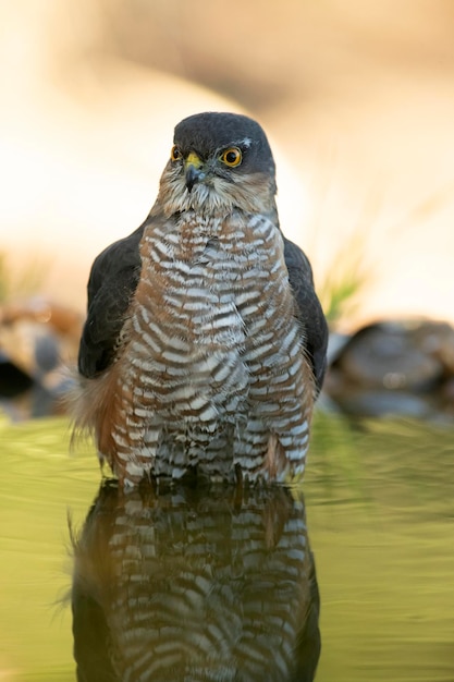 Erwachsenes Männchen des eurasischen Sperbers an einer natürlichen Wasserstelle in einem mediterranen Wald