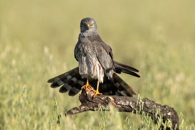 Erwachsenes Männchen von Montagu's Harrier im ersten Licht eines Frühlingstages in einer Getreidesteppe in Spanien