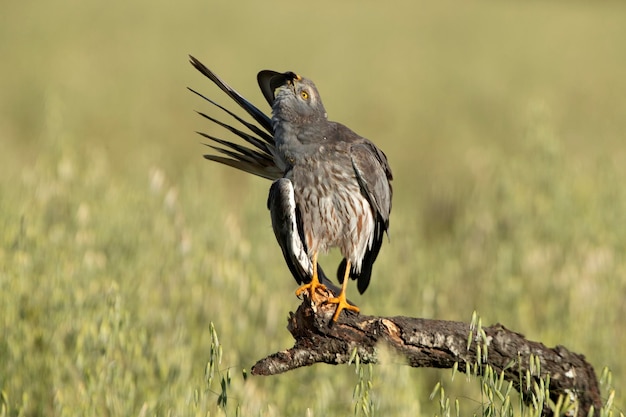 Erwachsenes Männchen von Montagu's Harrier im ersten Licht eines Frühlingstages in einer Getreidesteppe in Spanien