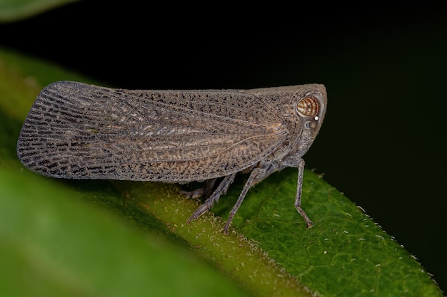 Erwachsenes Nogodinid-Zikadeninsekt der Unterfamilie Bladininae