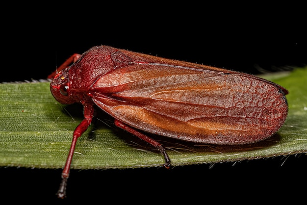 Erwachsenes rotes Froghopper-Insekt