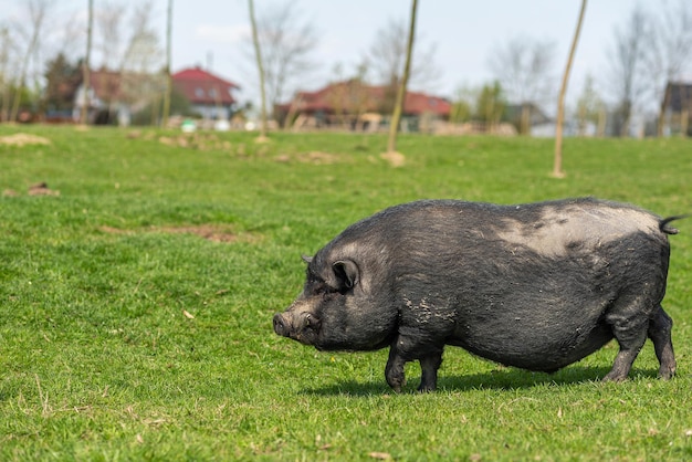 Erwachsenes schwarzes Schwein mit Reißzähnen auf einer freien Weide