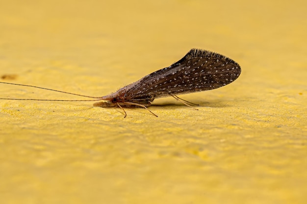 Erwachsenes spiralförmiges Caddisfly-Insekt