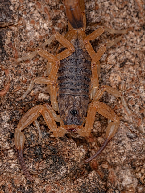 Erwachsenes Weibchen Brasilianischer Gelber Skorpion der Art Tityus serrulatus