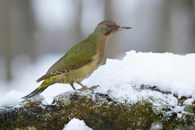 Erwachsenes Weibchen eines Grünspechts in einem Eichenwald in Nordspanien mit den letzten Lichtern