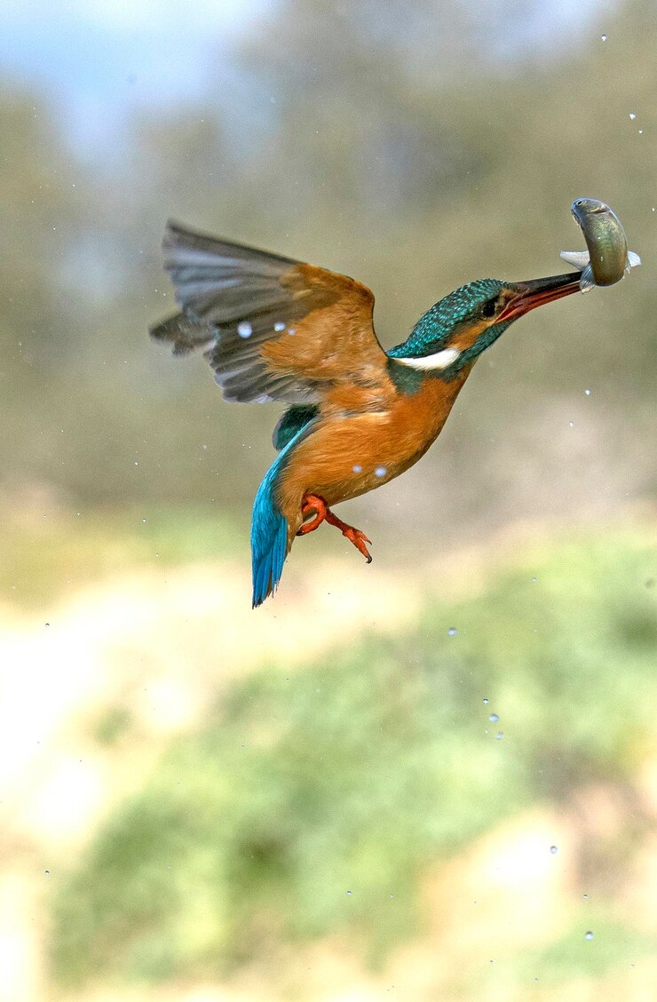 Erwachsenes Weibchen Eisvogel Angeln in einem Fluss im letzten Licht des Nachmittags eines Wintertages