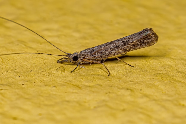 Erwachsenes weibliches Caddisfly-Insekt