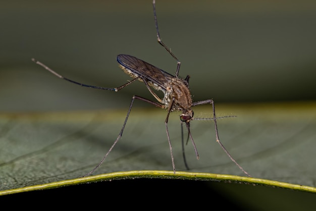 Foto erwachsenes weibliches culicine-mückeninsekt der gattung culex