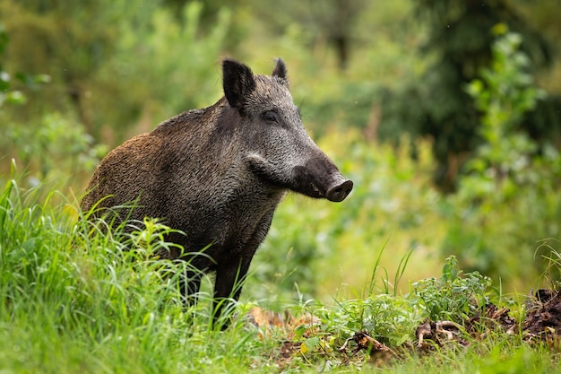 Erwachsenes Wildschwein mit nassem Fell, das allein im grünen Wald steht