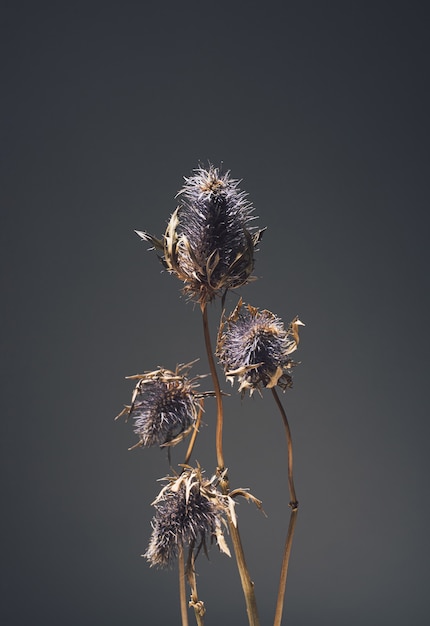Eryngium de flores secas de la planta de cabeza azul de la familia umbelliferae con flores espinosas azules, tallos marrones sobre un fondo oscuro con espacio de copia.Hermoso concepto de tarjeta floral atmosférica.Horizontal