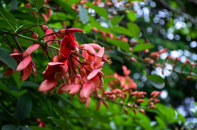 Foto erythrina cristagalli en el jardín