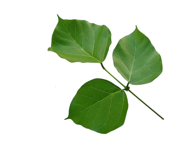 Foto erythrina variegata árbol con hojas verdes sobre fondo blanco.