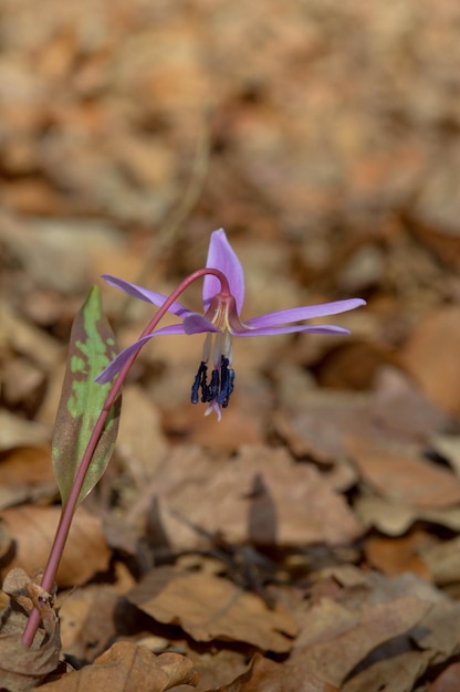 Erythronium denscanis Dog39s diente lirios leonado violeta