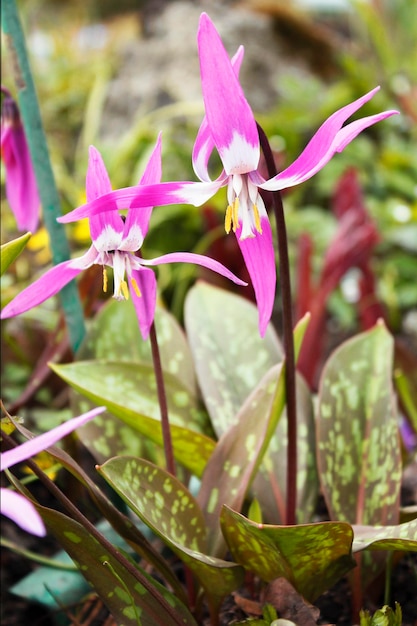 Erythronium sibiricum familia Liliaceae