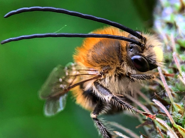 Foto es una abeja increíble.