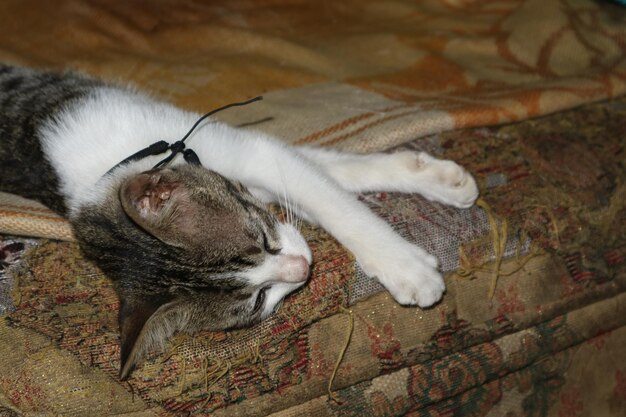 Foto este es acil mi primer gato después de años es bueno y obediente siempre duermo con él y siempre se queda conmigo pero hoy se ha ido para siempre