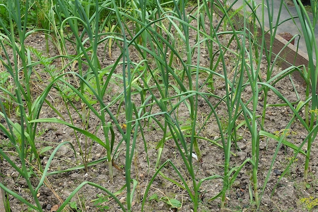 Esta es una cebolla verde joven que crece en una cama de jardín Cultivo de vegetales para una dieta saludable