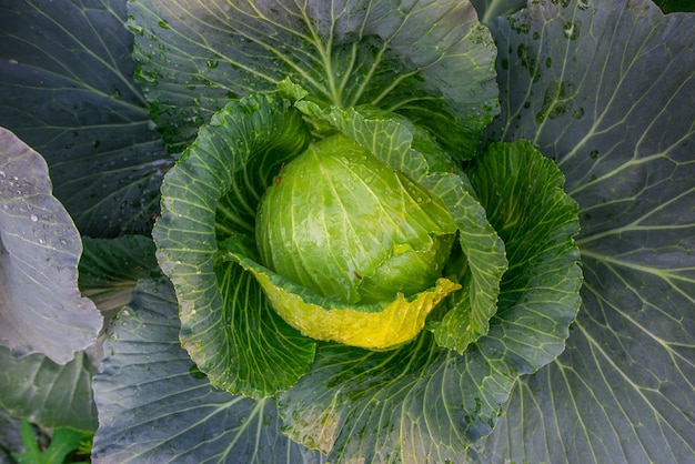 Esto es coles de colores cultivados orgánicos bien ofrecidos por jardineros profesionales