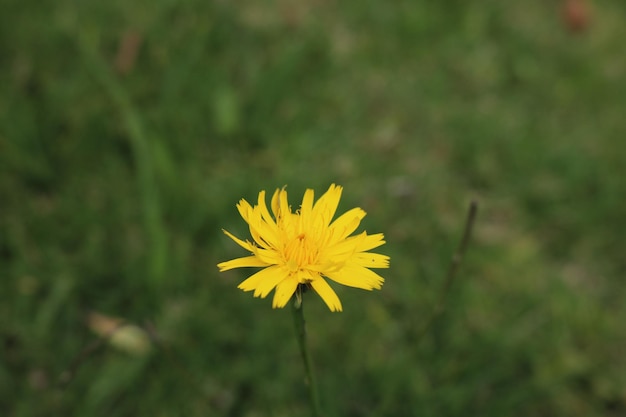 Es una flor hermosa.