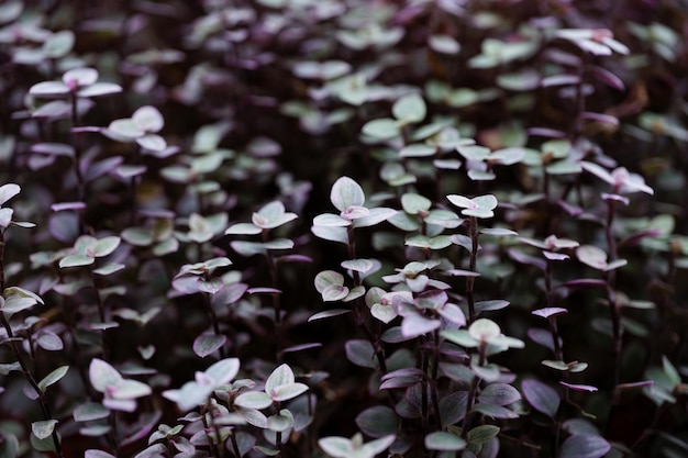 Este es el fondo de la planta rosa.