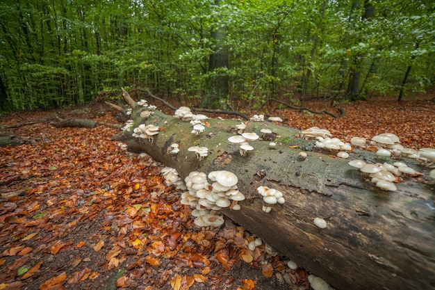 Foto esta es una formación de hongos que crece en un árbol caído en un bosque verde mágico