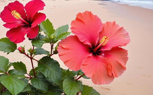 Es gibt drei Rosen, die auf dem Sand sitzen.