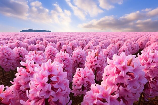 Es gibt ein Feld mit rosa Blumen mit einem Berg im Hintergrund.