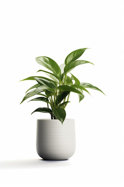 Es gibt eine Pflanze, die in einem weißen Topf sitzt und generative KI erzeugt