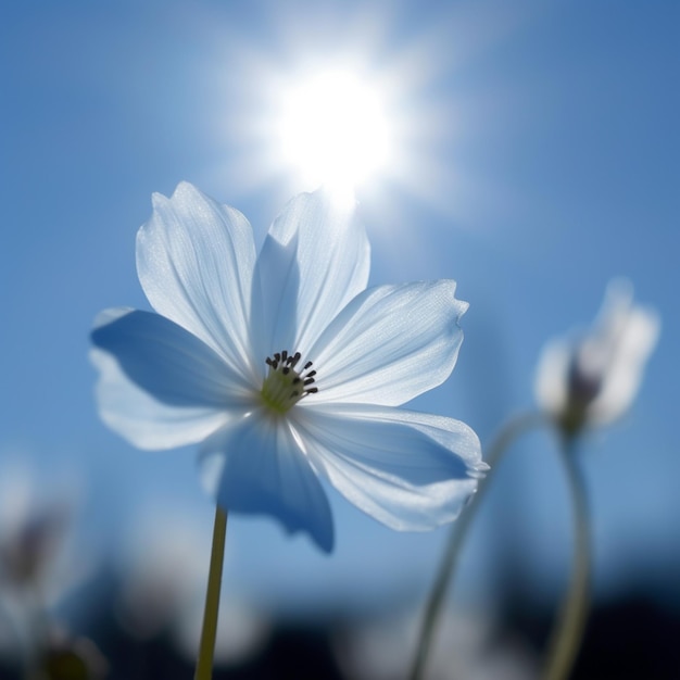 Es gibt eine weiße Blume mit einer Sonne im Hintergrund.
