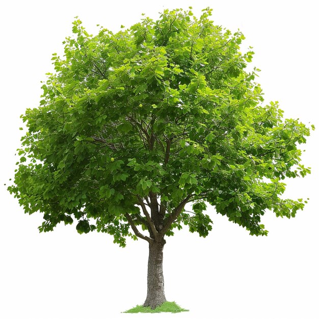 Es gibt einen Baum mit grünen Blättern auf einem weißen Hintergrund