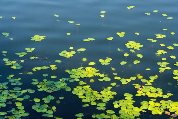 Es gibt einige Lotusblätter im klaren Flusswasser
