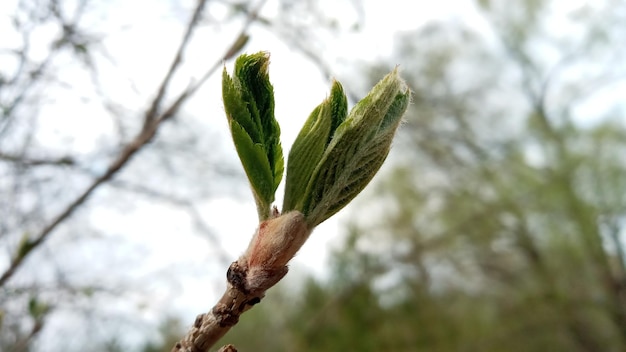 Es gibt junge grüne Blätter auf einem dünnen Ast Die Natur erwacht im Frühling zum Leben Willow Tree