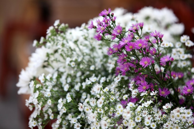 Es gibt viele kleine Blumen.