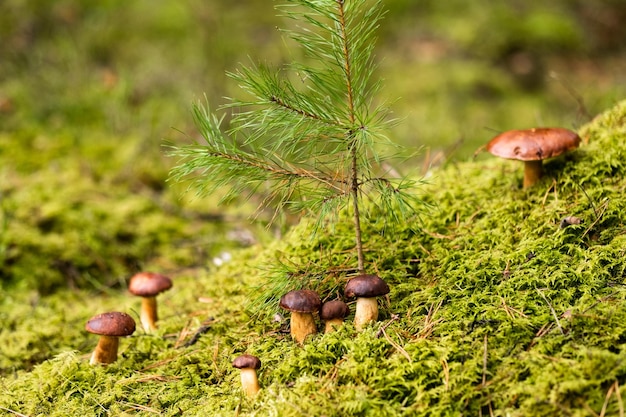 Es gibt viele Pilze, die im Wald auf grünem Moos liegen. Viele polnische Moospilze