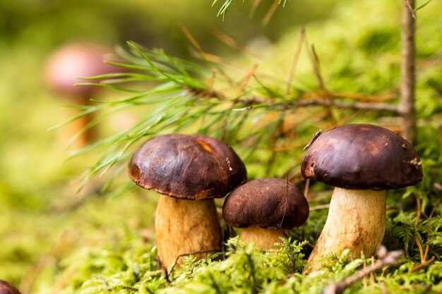 Es gibt viele Pilze, die im Wald auf grünem Moos liegen. Viele polnische Moospilze