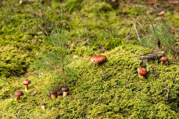 Es gibt viele Pilze, die im Wald auf grünem Moos liegen. Viele polnische Moospilze