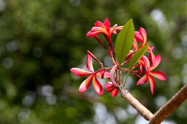 Es un hermoso árbol en flor.