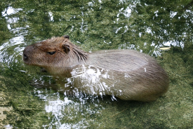 Es ist die größte Maus der Welt.