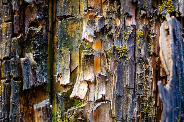 Es ist die Textur von altem, rissigem Holz, Nahaufnahme Holzbehandlungsschutz gegen Alterung und Termiten