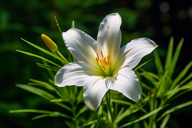 Es ist ein Bild einer weißen Lilienblume