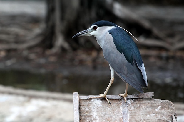 Es ist ein Vogel, der still steht.