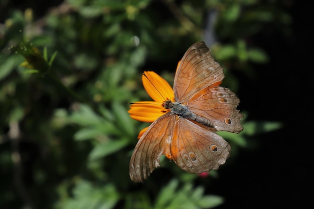 Esta es una mariposa vieja.