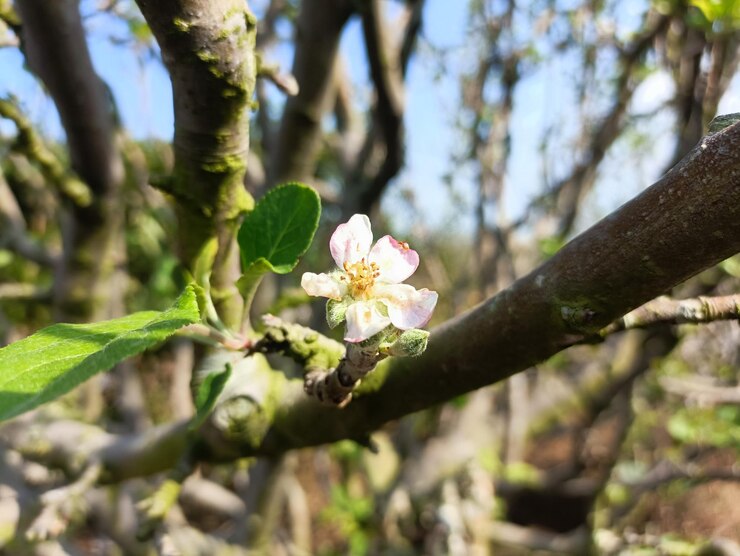 Esta es una de las muchas fotos de flores que son los precursores de las manzanas