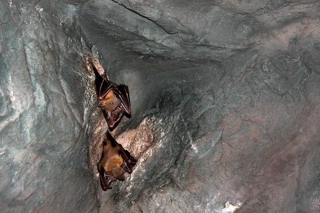 Es un murciélago en una cueva.